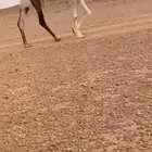 ضريبه