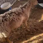 شاه خلفه تحتها رخل. عمرها 3شهور وشاه نضيفه شرط طيبه طيبه