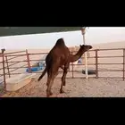قعدان