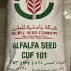 برسيم ( بذور ) باسفيك الامريكي