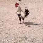 ديك شوكي حار جدا  على السوم