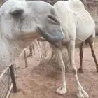 قعود رباع وضح رماني