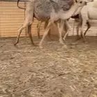 حشو فل شحم شرط نضيفه