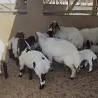 مواليد نعيم للبيع