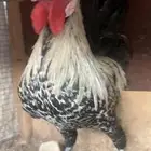 دجاج بلدي و فيومي بياض