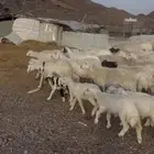 غنم مراح ولد طييبه   تمم البييع