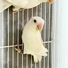ذكر روز ابيض البينو عيون حمره
