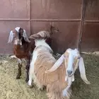 معزا مسان دفيع