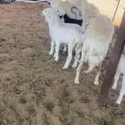 حريات متاويم