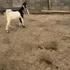 تيس هولندي