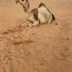 بكره شقحاء لقحه
