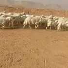 غنم حريات صنف