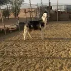 نجدي للبيع