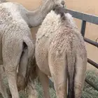 مفرود مفاريد قعود حاشي قعدان حشو بكره بكار قصب