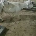 حريات حرش صنف