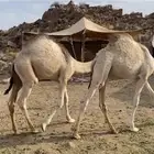 للبيع قعدان