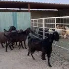 معزا قبرصيات