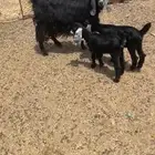للبيع عنز خلفه تحته 2