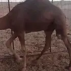 بكره حمراء قصب والا مقنوي طيبه