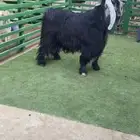 فحل عارضي صنف