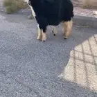 رخل صنف معها طلي