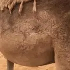 قعود بلدي فل تحت امه