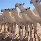 حشو مفاربد للبيع ع مشاكل ابوعجاريد البيع سمح