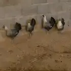 دجاج فيومي مصري 4