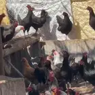 للبيع دجاج بياض
