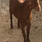 تيس ادهم للبيع