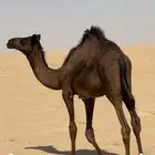 قعودين لباني بريه الجبيل جو سمين ( الفاضلي)