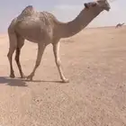 بكره شعلا لقيه