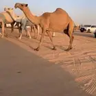 لقحه قشعانيه ولقحه على ولد بعير ابوعجاريد