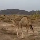 قعود
