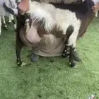 معزا حليب شرط