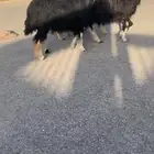 غنم نجد دفيع
