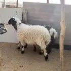 للبيع طليان