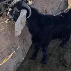 تيس مشروع فحل