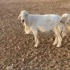 فحل