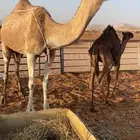 عشرا شقحا تحتها قعود