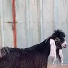 عارضي مشروع فحل