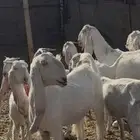 معزا مطوره بيض برص جروم