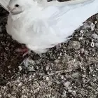 مكه اللحيانيه