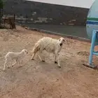 نعجه صفرا للبيع