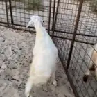 رخل ذبيحه