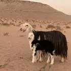 شاة رغوث