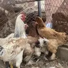 دجاج برهم كفو ومشروط