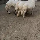 طليان جذعان للمناسبات