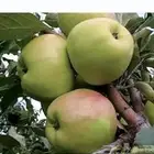 محصول تمور للبيع