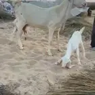 رغايث متاومات طيبه